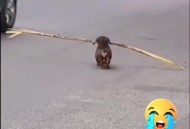 骑车射杀狗狗后偷走,骑车射杀狗狗后偷走了