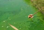 自来水现蓝色沉淀物,自来水流出后，没过多久就出现绿色沉淀物，是什么？