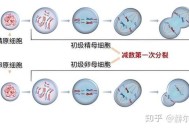 致癌精子生下200孩子,胎儿21号染色体异常生出的孩子会是什么样？