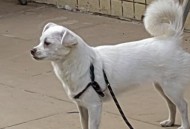 流浪狗基地现狗吃狗,无锡市有那里可以收留狗狗的？