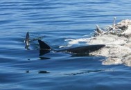 海边现12米鲸鱼尸体,鲸鱼尸体会分解核辐射吗？