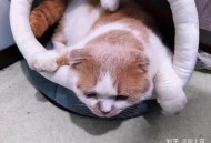 猫在超市米中排泄,猫排泄的表现？