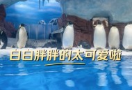 大洋极地也能种菜了,寿光海洋极地世界能喂动物吗？