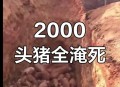 香港猪场爆非洲猪瘟,做养殖业能挣钱吗？
