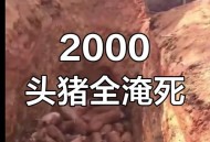 香港猪场爆非洲猪瘟,做养殖业能挣钱吗？