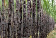 可偷甘蔗地已收6千,偷3根甘蔗可以立案吗? 可偷甘蔗地已收6千,偷3根甘蔗可以立案吗?