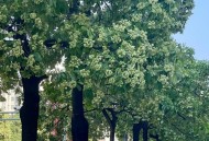 糖胶树开花气味不同,效果好不好呢？听朋友介绍小铁人钙胶糖味道小孩很容易接受？