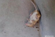 站路边被老鼠钻裤子,家里有老鼠，老是钻进冰箱后面咬电线，求支招？