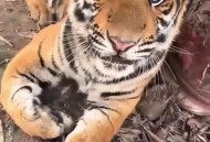 动物园自驾被老虎追,杭州动物园出逃的第三只虎怎么样了？