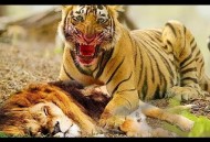 动物园狮子遭虎撕咬,带藏獒去动物园看狮子老虎是怎样一番体验？