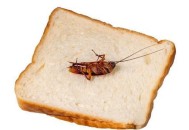 袋装面包现活蟑螂,面包店买到面包有蟑螂如何处理？