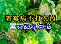 这种病毒也开始高发,如何解决霜霉病、病毒病、早疫病等五月高发病害？
