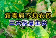 这种病毒也开始高发,如何解决霜霉病、病毒病、早疫病等五月高发病害？