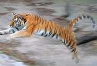 动物园自驾被老虎追,动物园的虎放回森林能活吗？