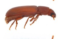 坠谷生还后被烧死 ,怎么消灭赤拟谷盗？