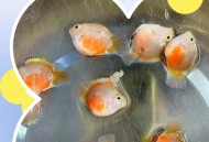 带狗进店咬死鹦鹉,谁可以告诉我，我养的鹦鹉鱼就是打架，隔离快半年了在放一起还是打设置已经咬死4条了不知道是出了什么问题？