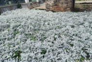 湿地公园现白色泡沫,湿地公园现白色泡沫的植物