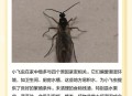 内蒙古满天飞虫,满天飞虫是怎么回事？