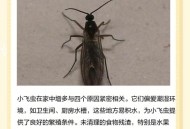 内蒙古满天飞虫,满天飞虫是怎么回事？