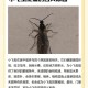 内蒙古满天飞虫,满天飞虫是怎么回事？