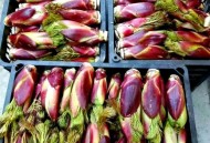 自驾到内蒙捡蔬菜,大树下种什么菜好内蒙古？