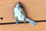 鸟撞玻璃事故频发,为什么鸟容易在秋冬撞玻璃？