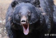 日本熊害已逼近东京,日本熊叫什么？