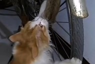 深夜进楼踩死流浪猫,深夜进楼踩死流浪猫好不好