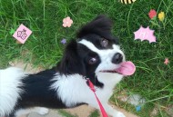 500买将被吃的边牧,边牧会吃自己的幼崽吗