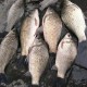 男子绑60斤鱼遛街,溜鱼条正宗做法？