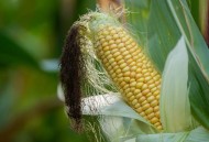 狗狗下地掰玉米,狗狗能吃玉米吗，玉米是营养丰富的好食物？