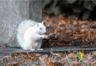 四川惊现白色小松鼠,白色的小松鼠