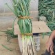 误拔别人2万多斤葱,一天一人能拔多少大葱？