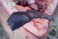 香港猪场爆非洲猪瘟,猪连续几天高烧不退是什么病？