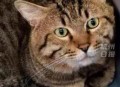 主人欠钱猫被拍卖,交易猫拍卖是什么意思？