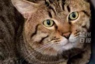 主人欠钱猫被拍卖,交易猫拍卖是什么意思？