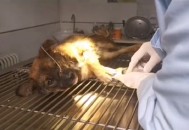 小狗嘴被扎带捆一月,小狗嘴被扎带捆一月还没好