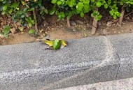 鸟撞玻璃事故频发,小鸟每天来撞玻璃是怎么回事？