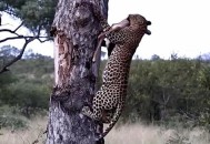 山西一花豹爬进院子,山西发现花豹