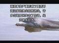 墨西哥疑现UFO舰队,墨西哥疑现ufo舰队事件