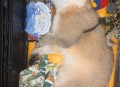宠物店起火宠物全死,合肥一家宠物店失火,暖心消防员抢救出20多只小动物,你怎么看? 宠物店起火宠物全死,合肥一家宠物店失火,暖心消防员抢救出20多只小动物,你怎么看?