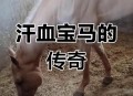 9万买汗血宝马死亡,一匹汗血宝马，要多少钱？