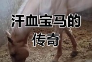 9万买汗血宝马死亡,一匹汗血宝马，要多少钱？