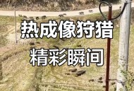 动物遭无人机射杀,无人机是由什么动物启发？