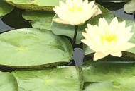 水上芭蕾如何练成的,水上芭蕾科学实验目标？