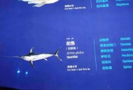 剑鱼或今晚登陆海南,剑鱼官网