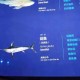 剑鱼或今晚登陆海南,剑鱼官网