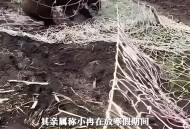 撞死闯国道野猪全责,红山动物园野猪司机为什么全责？