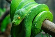 捡剧毒蛇后轮流抚摸,蛇静养可以摸吗？