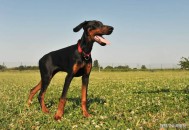 烈犬咬小猫已立案,恶意放烈犬咬伤人怎么定罪的？